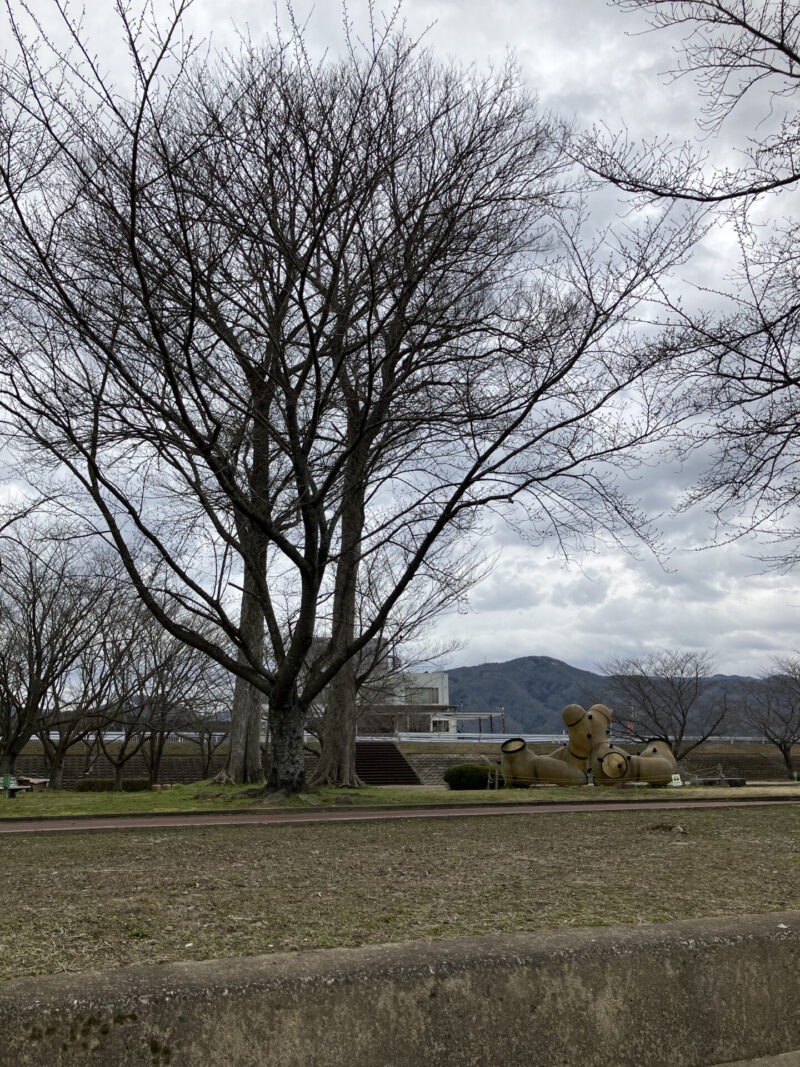 南丹市八木町の大堰川緑地公園を2024年3月28日に撮影
