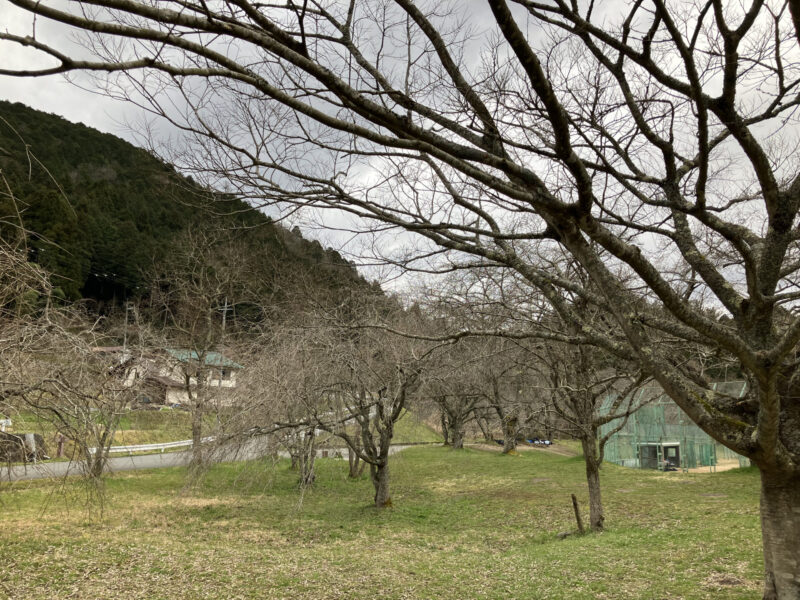 南丹市美山町の長谷運動公園を2024年3月28日に撮影