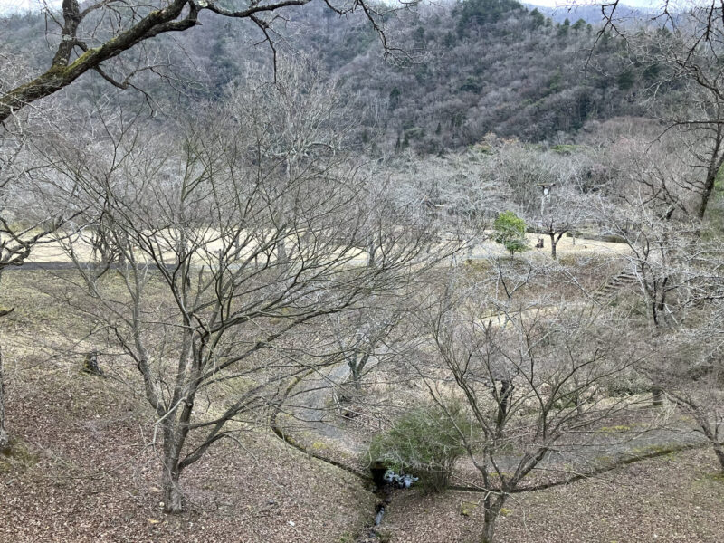 南丹市美山町の大野ダム公園を2024年3月28日に撮影