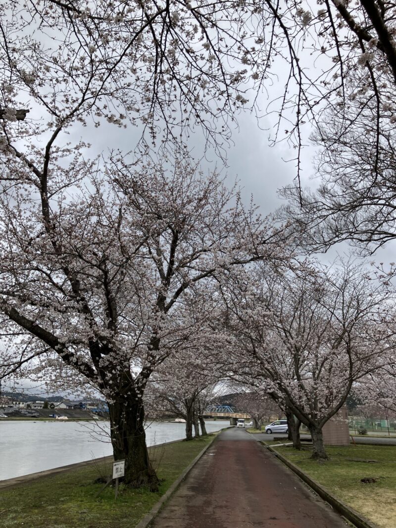 南丹市八木町の大堰川緑地公園を2024年4月4日に撮影