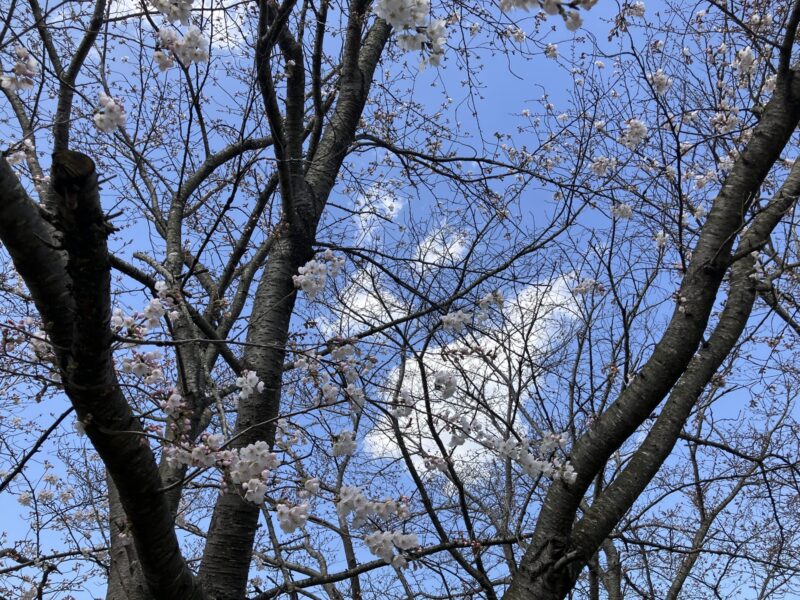 南丹市八木町の大堰川緑地公園を2024年4月1日に撮影