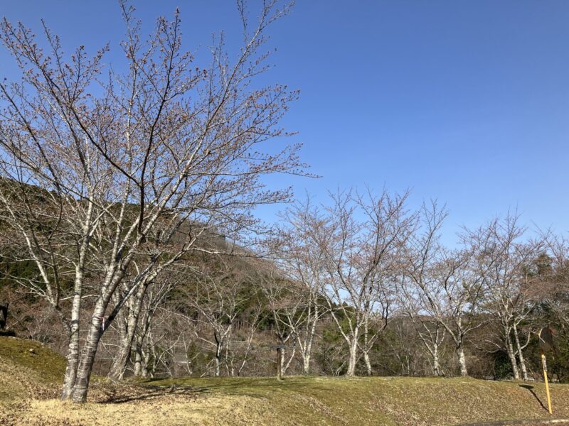 南丹市日吉町の日吉ダム周辺を2024年4月2日に撮影