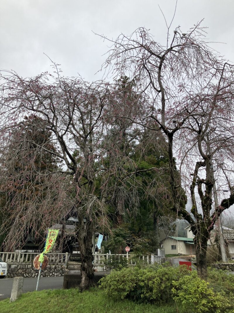 南丹市日吉町の日吉神社を2024年4月4日に撮影