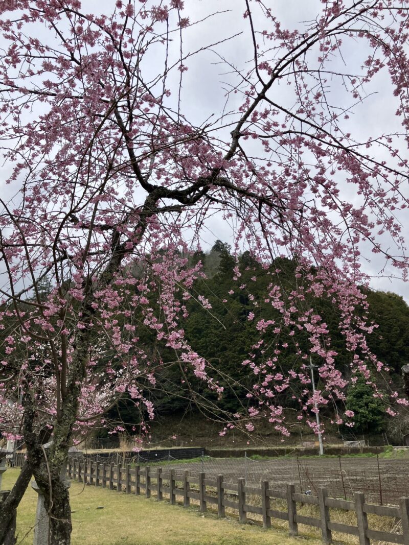南丹市日吉町の多治神社を2024年4月4日に撮影