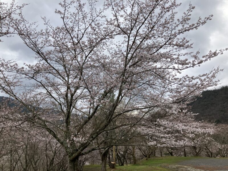 南丹市美山町の大野ダム公園を2024年4月4日に撮影