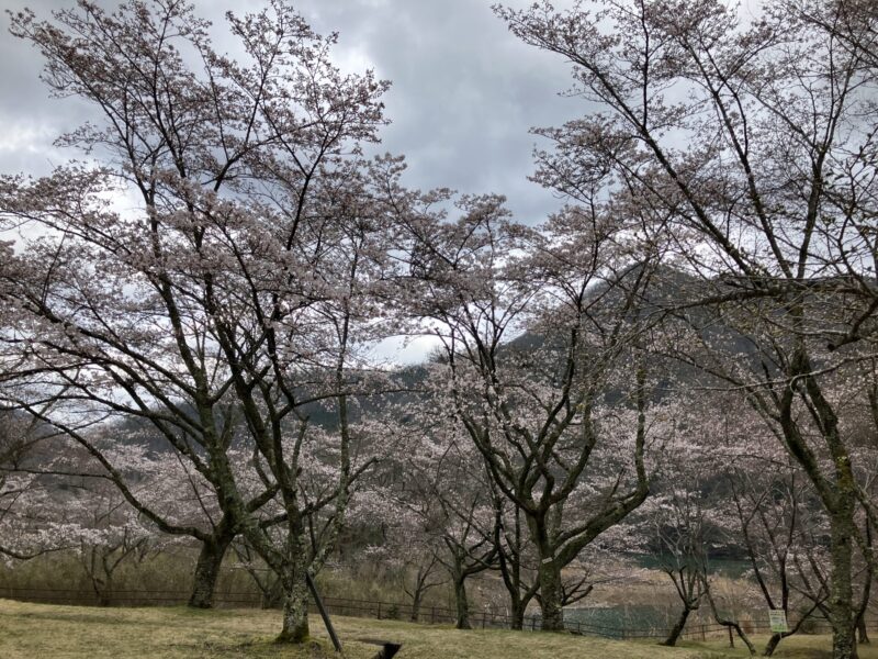 南丹市美山町の大野ダム公園を2024年4月4日に撮影