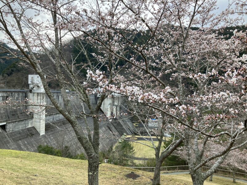 南丹市日吉町の日吉ダム周辺を2024年4月4日に撮影