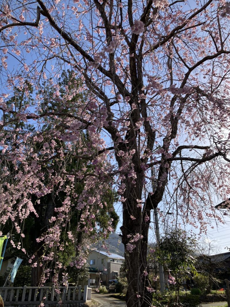 南丹市日吉町の日吉神社を2024年4月10日に撮影