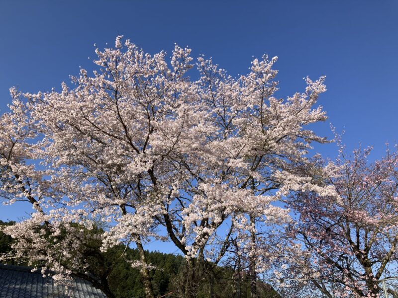 南丹市日吉町の日吉神社を2024年4月10日に撮影