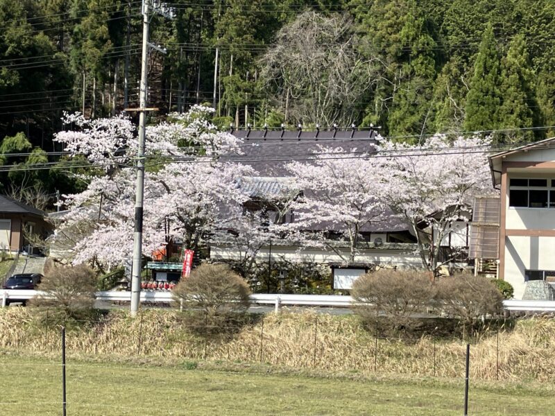 南丹市日吉町の安楽寺を2024年4月10日に撮影