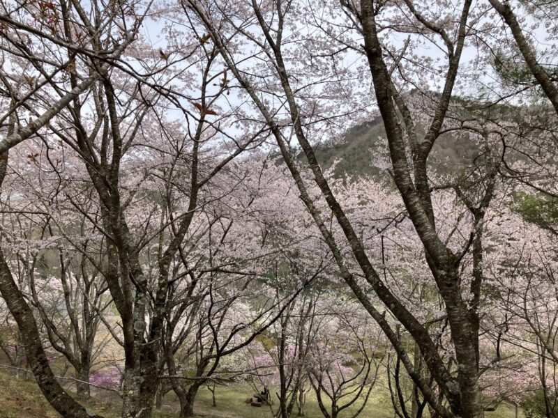 南丹市美山町の大野ダム公園を2024年4月11日に撮影