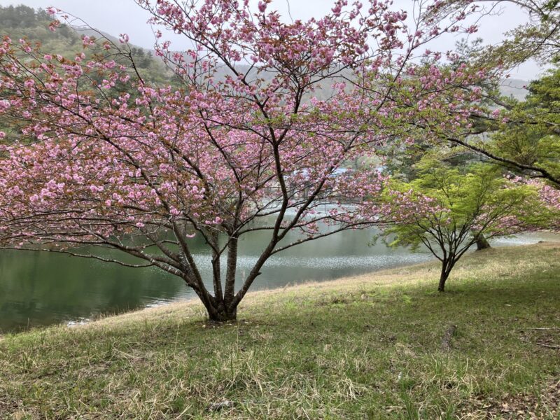 南丹市美山町の大野ダム公園を2024年4月18日に撮影