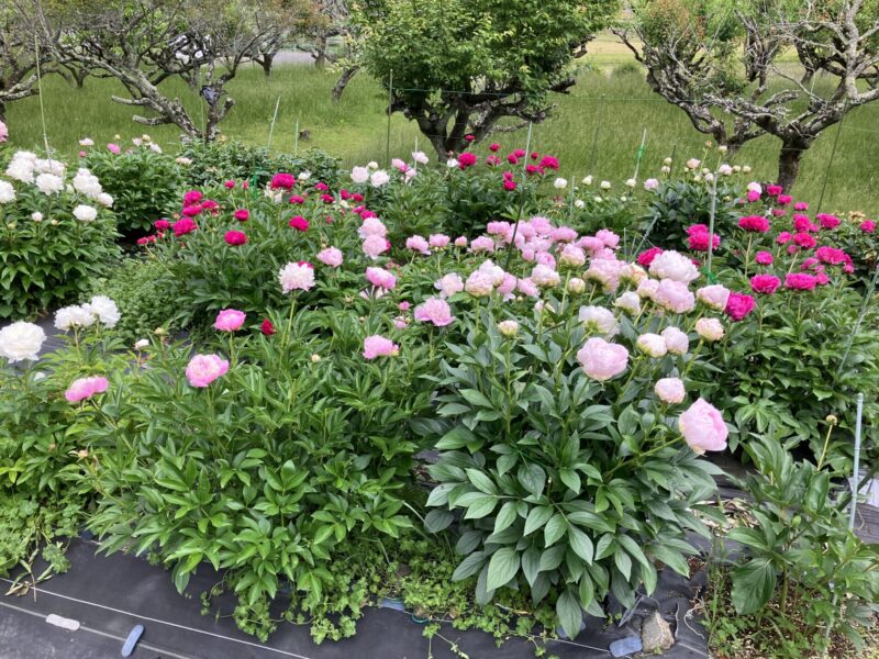 京都府南丹市八木町の龍興寺の芍薬を撮影撮影日：2024年5月16日